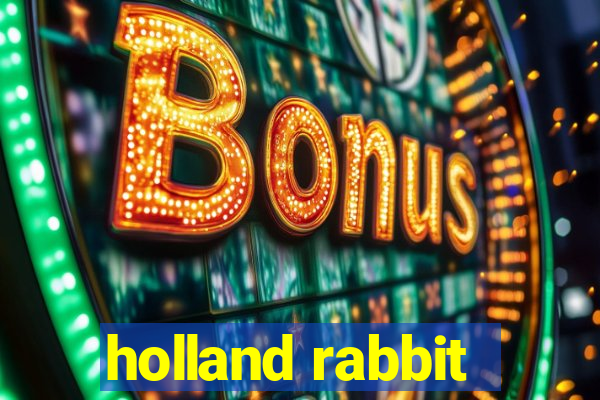 holland rabbit