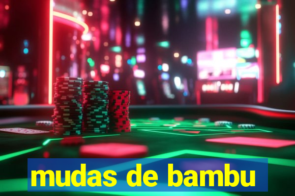 mudas de bambu