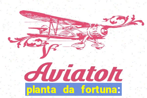 planta da fortuna: como cuidar