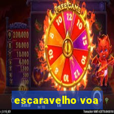 escaravelho voa