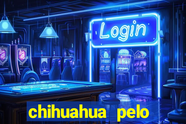 chihuahua pelo longo pre莽o