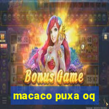 macaco puxa oq