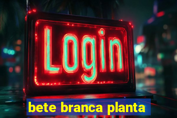 bete branca planta