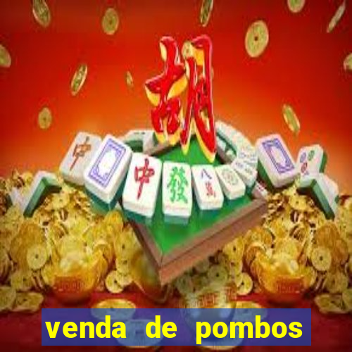 venda de pombos correios olx