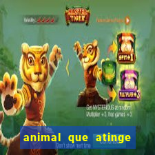 animal que atinge 230 decib茅is